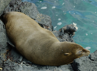 galapagos fur seal