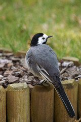 une mésange