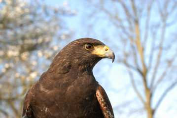 hawk