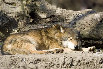 Crédence de cuisine en verre imprimé Loup le loup endormi