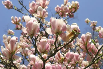 Crédence de cuisine en verre imprimé Magnolia arbre de magnolia