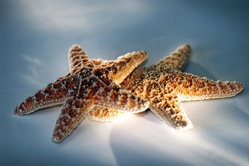starfish couple with light - Powered by Adobe