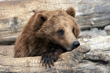 grizzly bear relaxing