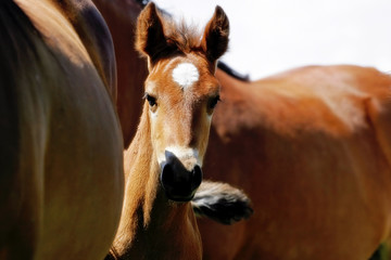 baby horse peeking