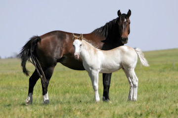 Fototapeta na wymiar przeciwieństwa koni