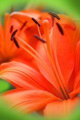 orange flower