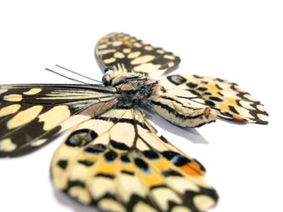 Fototapeta na wymiar Motyl (mieczyki spot) zbliżenie