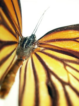 butterfly (monarch) closeup