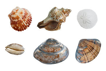 isolated group of seashells