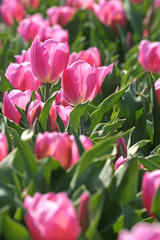 pink tulips