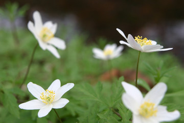 Obraz premium five white anemones