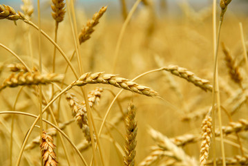 grain field