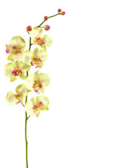 Obraz na płótnie Canvas orchidea