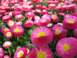 tapis rose