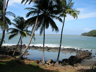 Fototapeta na wymiar palm trees by the ocean