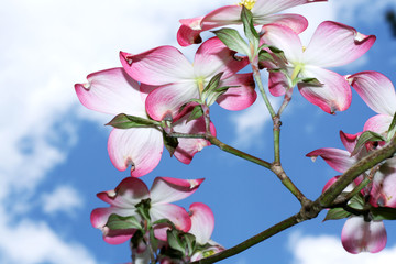 Obraz premium pink dogwood blooms
