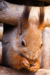 portrait of a squirrel