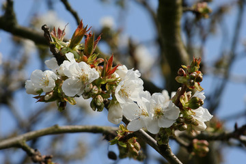 fleurs de cerisier