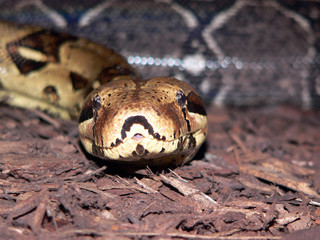 boa constrictor