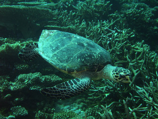 Fototapeta premium meeresschildkröte