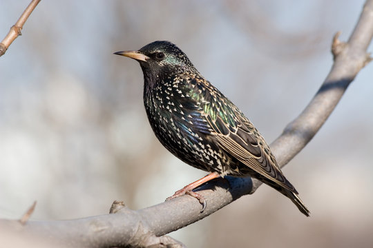 starling
