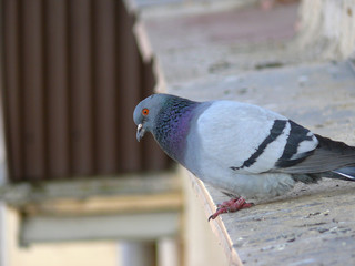 pigeon   bird   wild bird