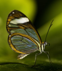 exotic butterfly