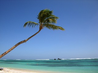 bahamas cocotier et plage