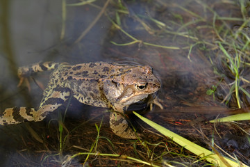 frog on a bog
