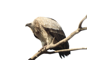 vulture