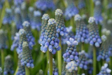 grape hyacinth muscari