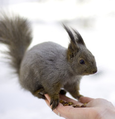 squirrel on the palm