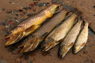 five trouts