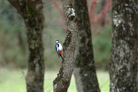 pic epeiche ou pivert