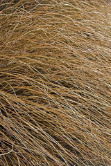straw texture