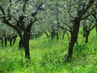 olive trees