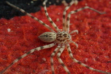 araignée sur un tapis