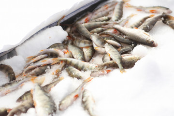 fish in the snow