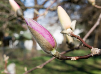 early magnolia bud