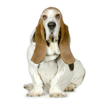 chiot basset art&eacute;sien