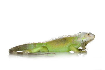 iguane vert