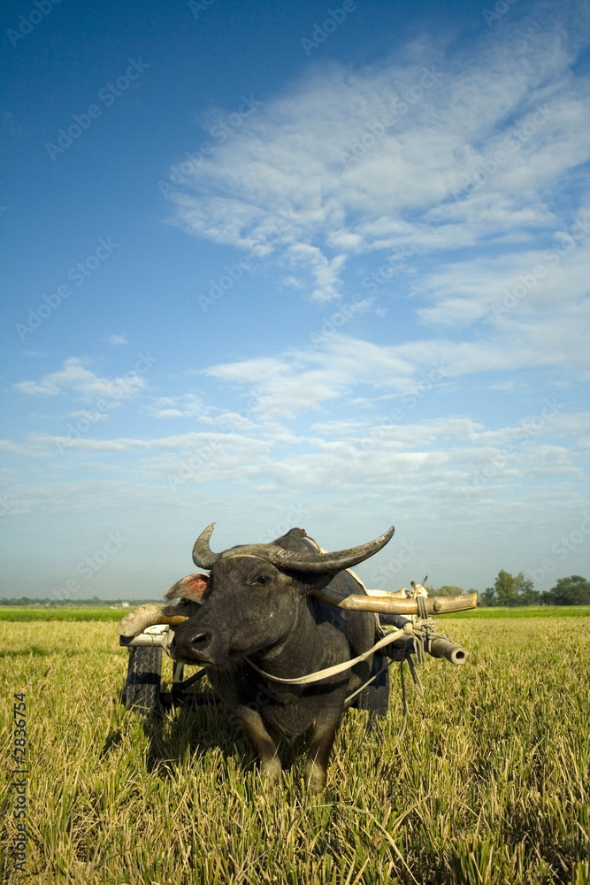 Canvas Prints ox cart