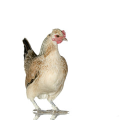 poule