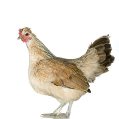 poule