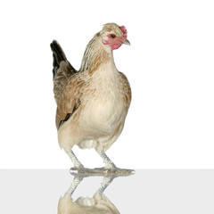 poule
