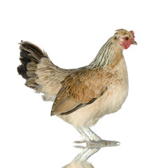 poule