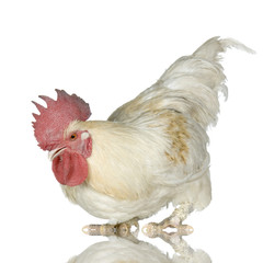 coq