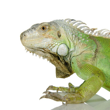 iguane vert