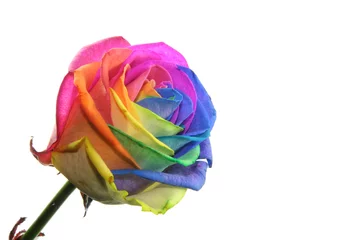 Crédence de cuisine en verre imprimé Roses colorful rose