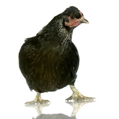 poule